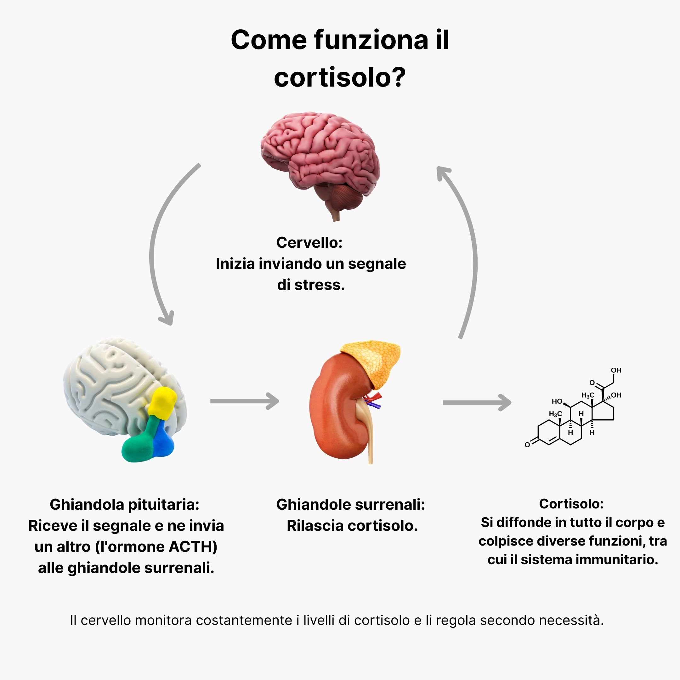 (Italština) Jak funguje korti…